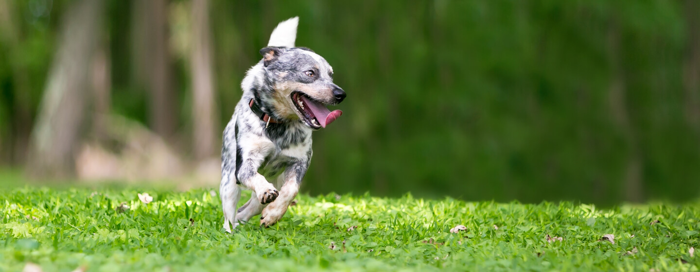 What store are zoomies